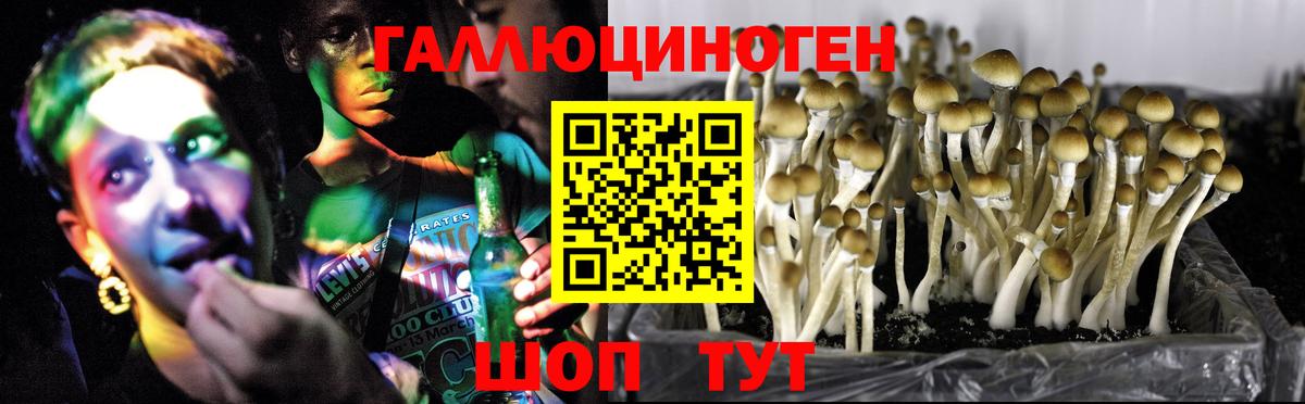 Галлюциногенные грибы GOLDEN TEACHER Торжок